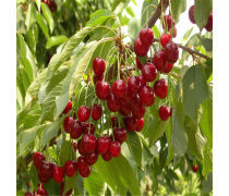 果树种植入门指南 从选苗到丰收的全程管理