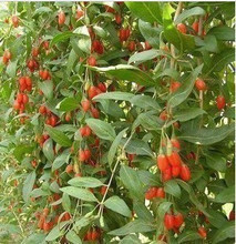 枸杞苗 最新最全的产品参考与果树种植指南