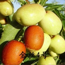 北方盆栽果树苗种植指南与产品选择参考