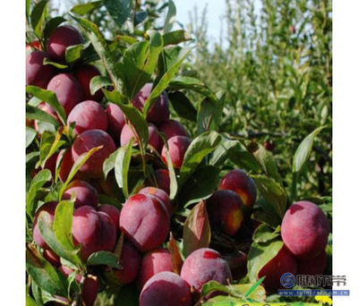 秋姬李安哥诺李子苗 南北方皆宜的晚熟果树新品种种植指南
