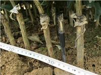 柳州果树种植产业 果树苗与种植机械的地区发展新图景