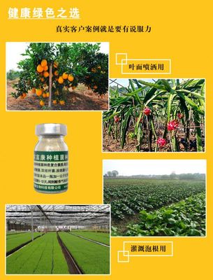 火龙果科学种植 农富康种植EM菌种的亩用量解析与应用指南