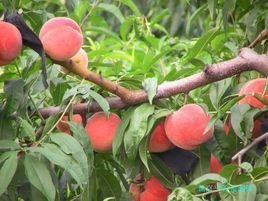 仙桃2号 优质果树种植指南与高产技术解析