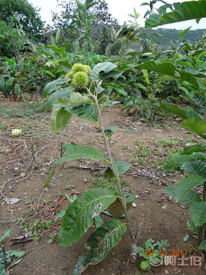 威丰板栗苗 南北方地栽优选，黄肉大果的丰产希望