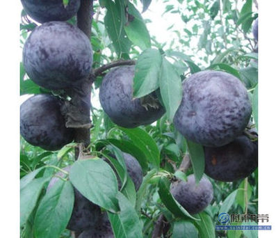 庭院种植新选择 安哥诺李子树苗，南北方皆宜，当年结果