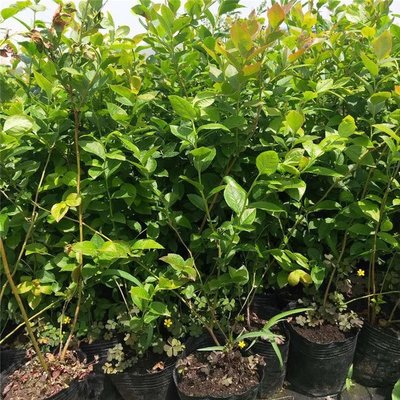 江苏蓝莓树基地 优选蓝丰蓝莓大苗，当年结果，带果发货，开启高效种植新篇章